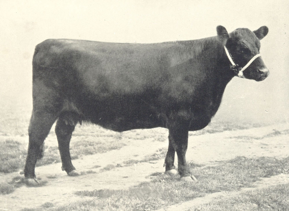 GALLOWAY COW.